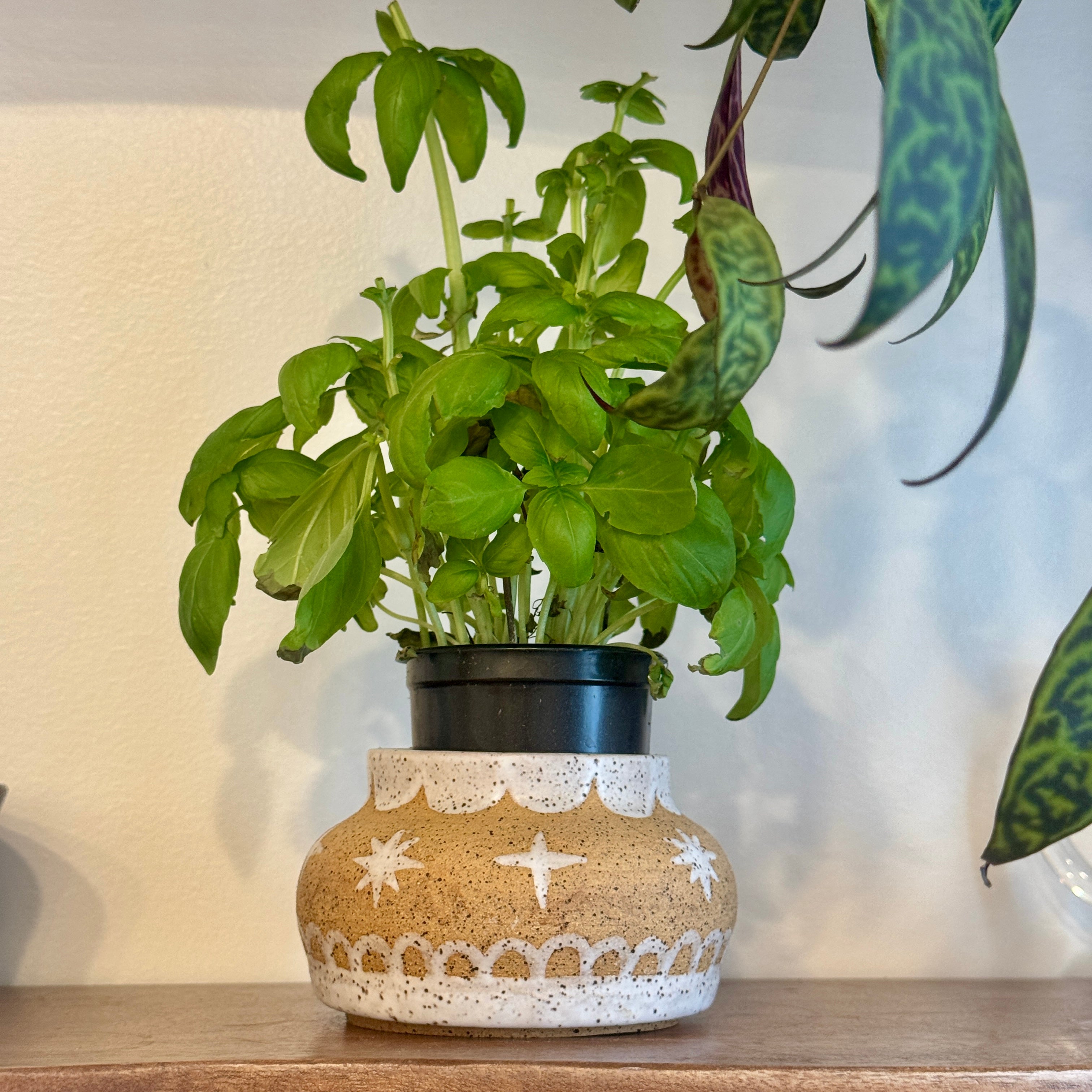 starry scallop vessel